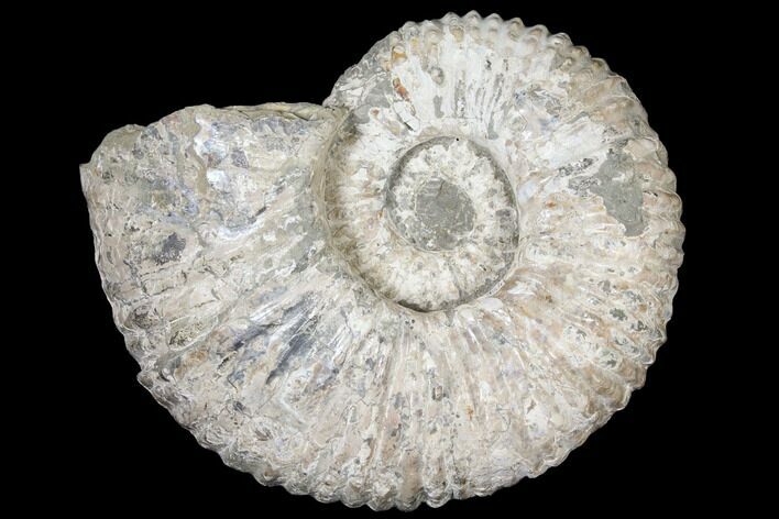 Huge, Tractor Ammonite (Douvilleiceras) Fossil - Madagascar #126465